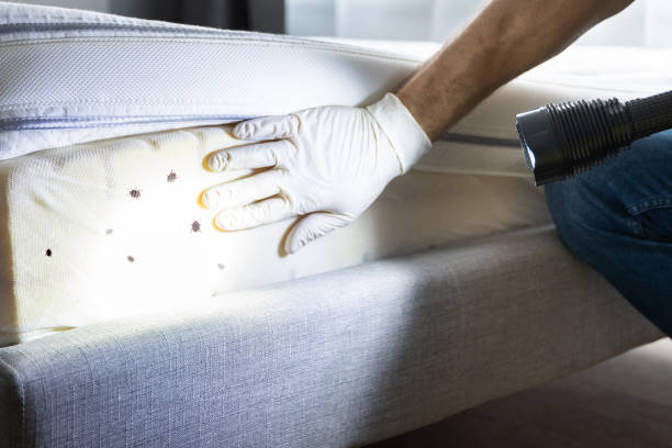Best Emergency Pest Control  in Santa Clara, UT