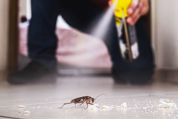 Best Wasp Removal Services  in Santa Clara, UT